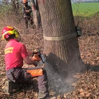 Taglio e abbatto alberi