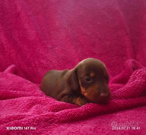 Bassotto tedesco kaninchen/ nano cioccolato