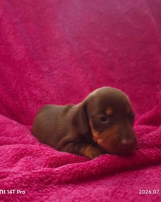 Bassotto tedesco kaninchen/ nano cioccolato