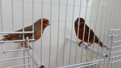 Canarini a fattore rosso