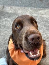 Cocker spaniel cioccolato PER MONTA