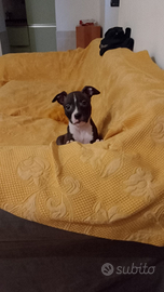 Cucciola Pitbull UKC red nose