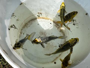 Avanotti di Carpe koi