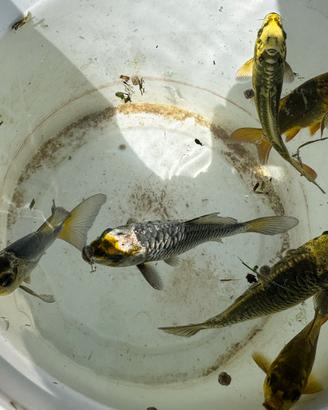 Avanotti di Carpe koi