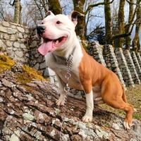 Amstaff per monta con pedigree Francese