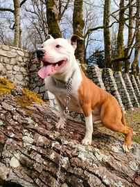 Amstaff per monta con pedigree Francese