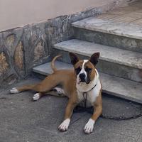 Cane cucciolo di amstaff