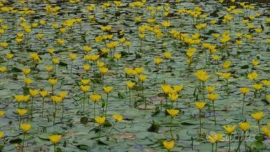Nimphoides peltata in vaso