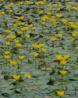Nimphoides peltata in vaso