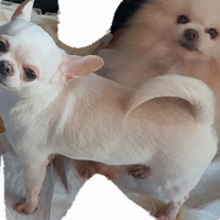 Giovane chihuahua enci