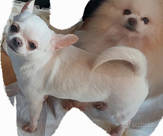 Giovane chihuahua enci