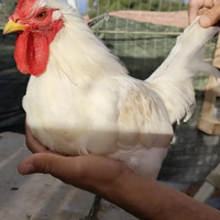 Galline Ornamental CORNUTA d Caltanissetta e Varie