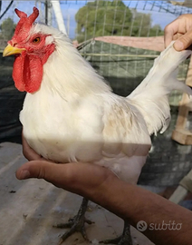 Galline Ornamental CORNUTA d Caltanissetta e Varie