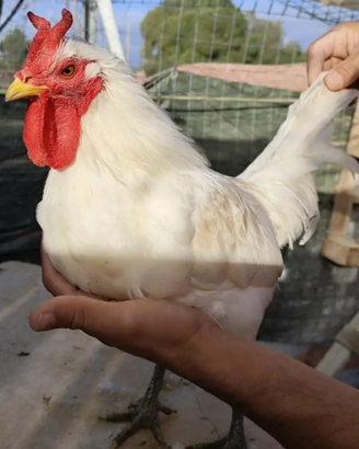 Galline Ornamental CORNUTA d Caltanissetta e Varie