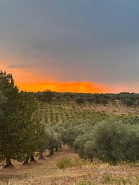 Oliveto