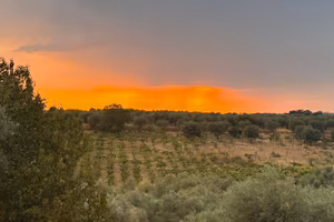 Oliveto