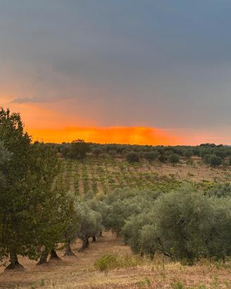 Oliveto