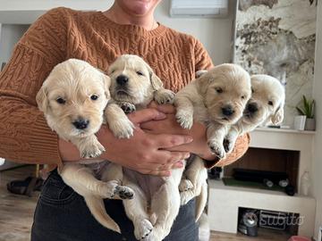 Cuccioli Golden Retriever