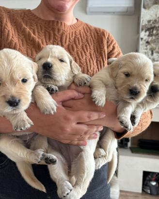 Cuccioli Golden Retriever