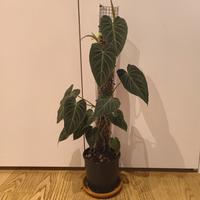 Philodendron Splendid  su palo