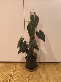 Philodendron Splendid  su palo