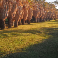 Palme Washington FILIFERA