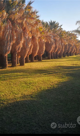 Palme Washington FILIFERA