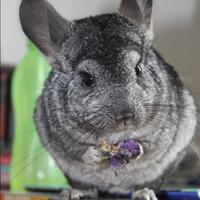 CINCILLÀ femmina grigio scuro