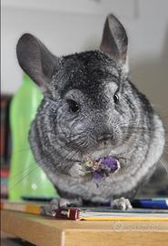 CINCILLÀ femmina grigio scuro