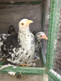 Galline cocincine nere picchettata bianche