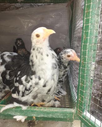 Galline cocincine nere picchettata bianche