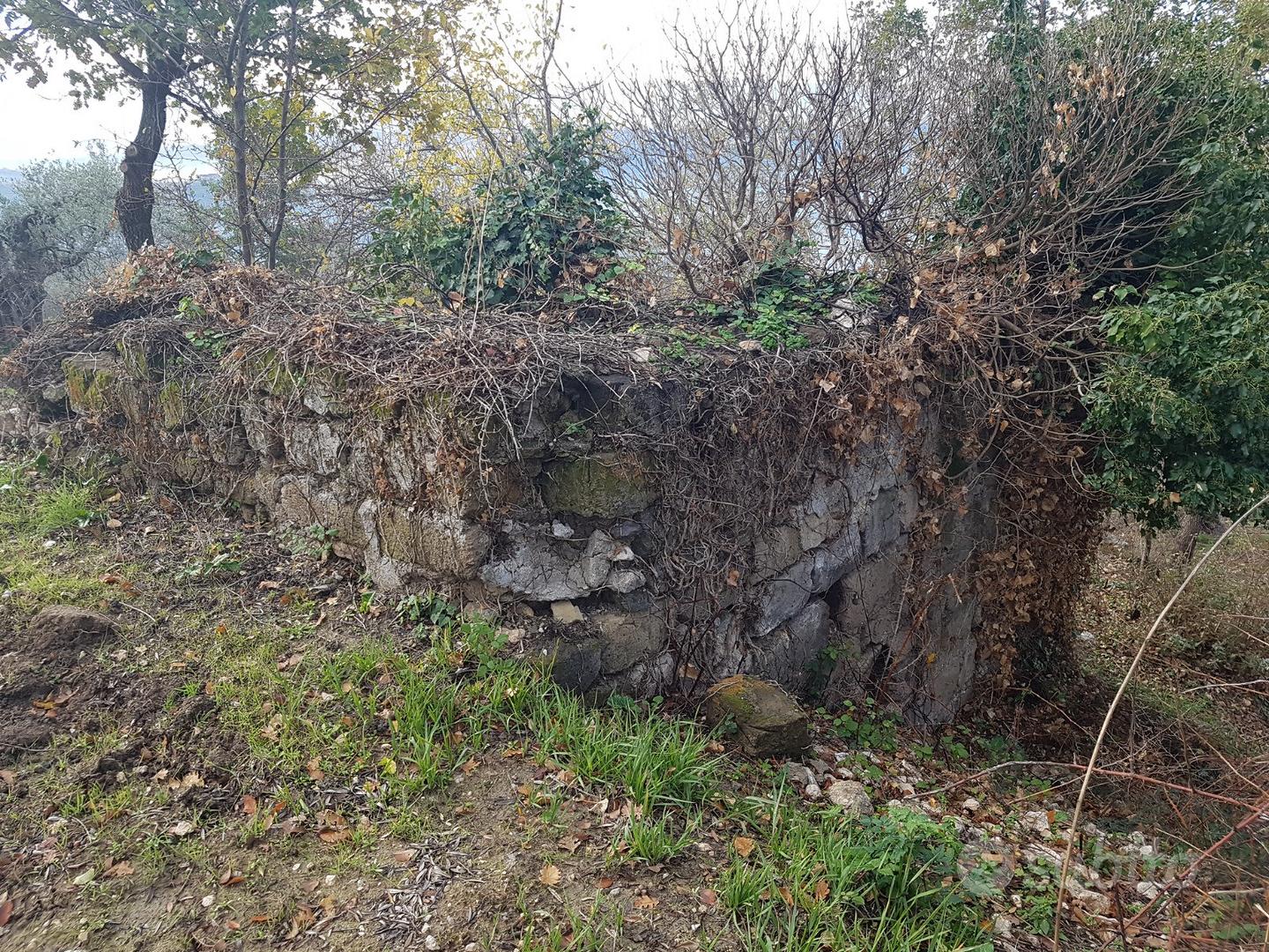 Uliveto con porzione di rudere 5200mq - Vista 2
