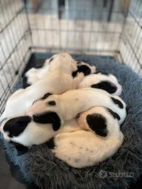 Cuccioli incrocio di Amstaff