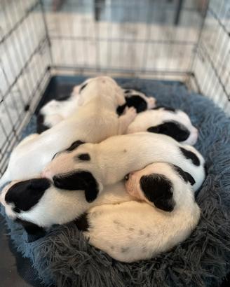 Cuccioli incrocio di Amstaff