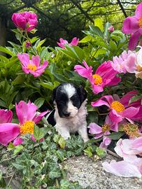 Cucciola maltipoo