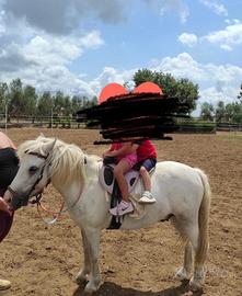 Pony welsh per bambini
