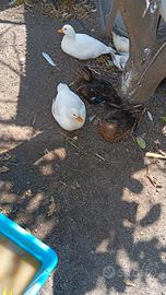 Anatra call duck