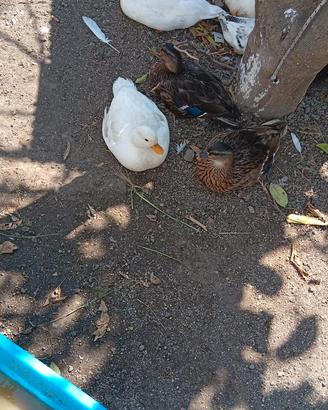 Anatra call duck