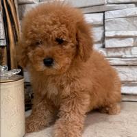 Barboncini Maschio femmina Red