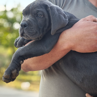 Cuccioli di Cane Corso