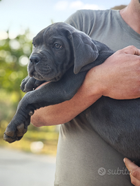 Cuccioli di Cane Corso