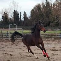 Purosangue Arabo da Endurance