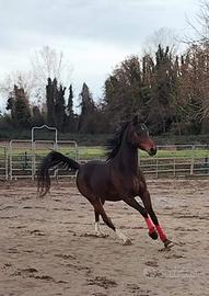 Purosangue Arabo da Endurance