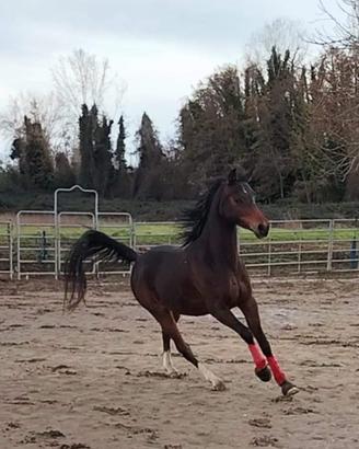 Purosangue Arabo da Endurance