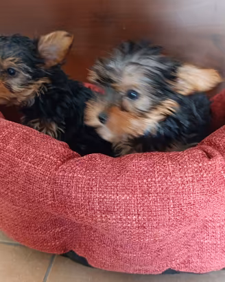 Cuccioli jorkshire mini toy
