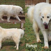 Pongo, derivato maremmano dolce e socievole