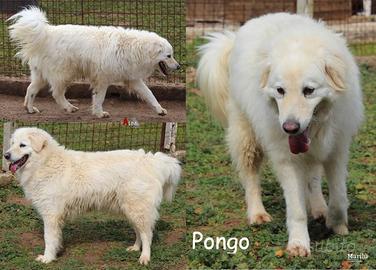 Pongo, derivato maremmano dolce e socievole