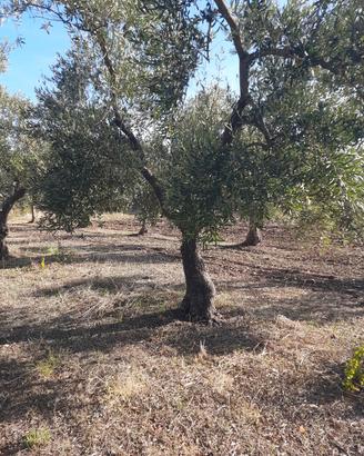 alberi di ulivo