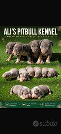 Americans Pitbull terrier tricolore
