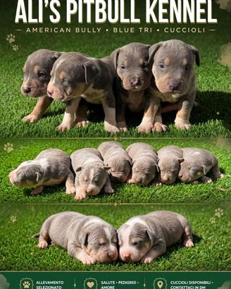 Americans Pitbull terrier tricolore